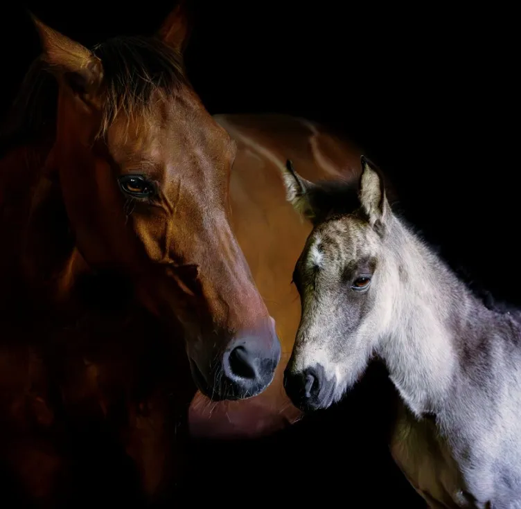 Equine Training Centre Website — view 3