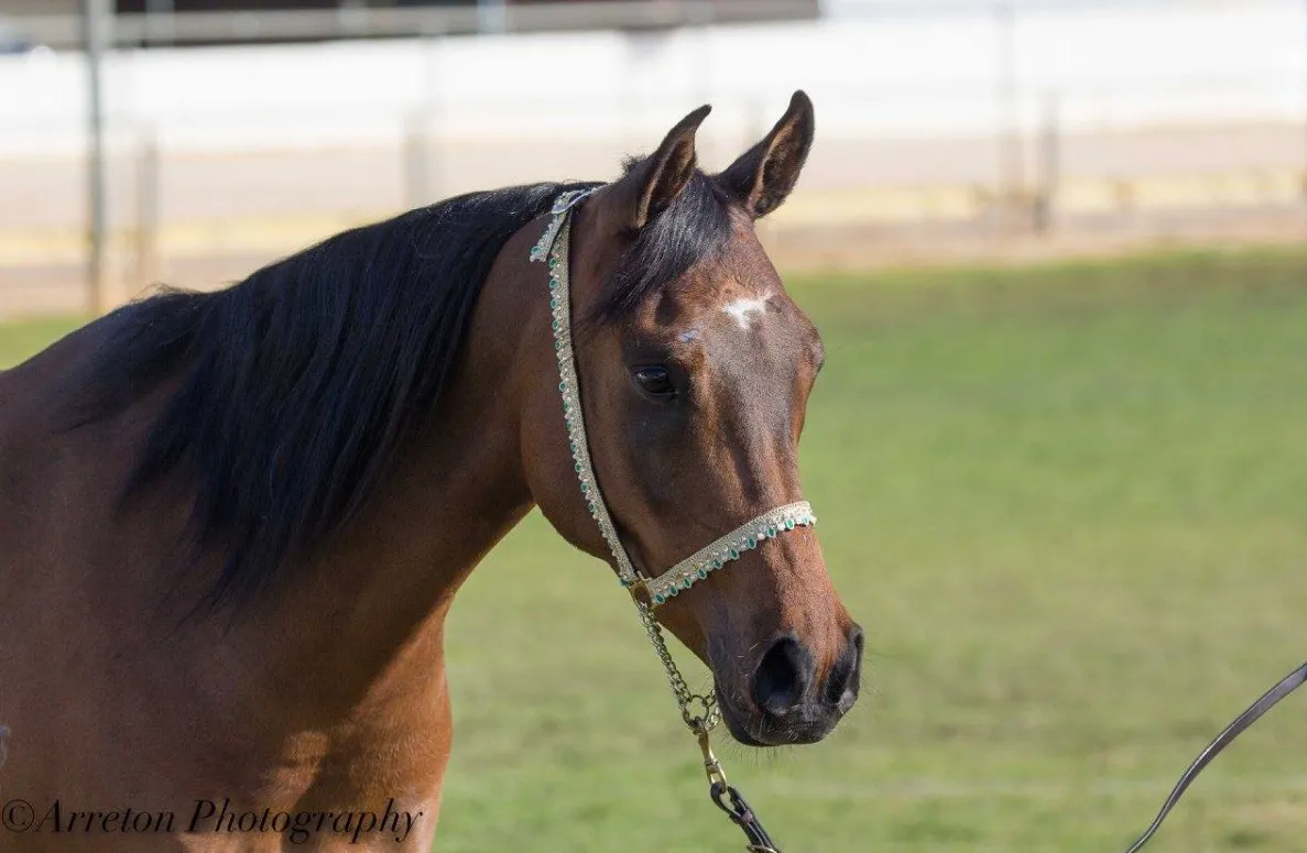 Equine Training Centre Website — view 4
